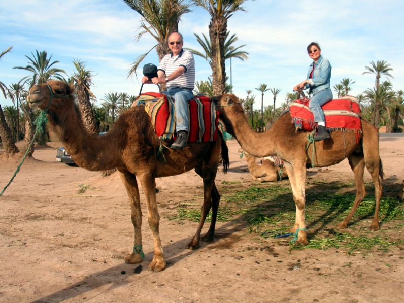 camel_morocco