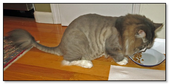 best shaved cat