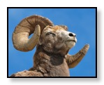 Bighorn-Ram-Animal