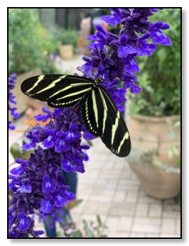 Butterfly with stripes May 2019