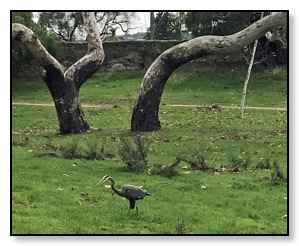 Crane in the park