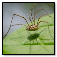 Daddy-Long-Legs-Spider