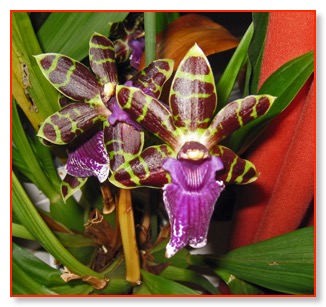 dans orchid