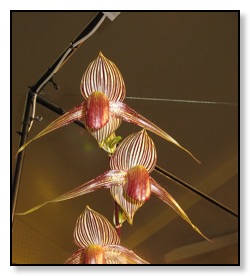 flying orchid