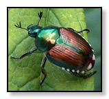 Japanese beetles