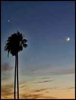 Moon and Venus and Palm tree Oct 2021