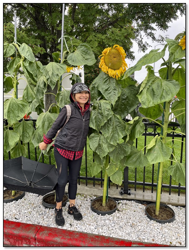 nazy sunflower in Anchorage