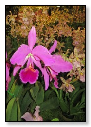 prucple orchid