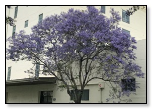 Santa Barbara Jacaranda tree May 2017