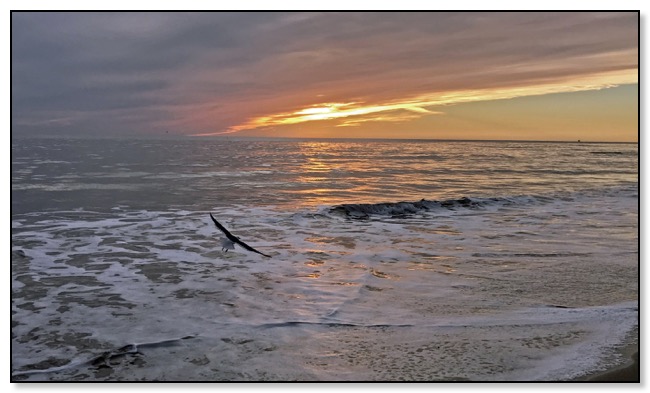 seagull sunset 2