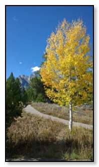 aspen tree and tetons