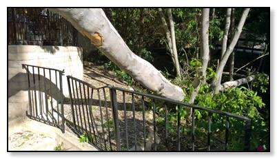 bent fence tree