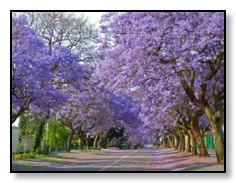 Blue-Jacaranda-beautiful-tree-960x720