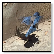 Blue jay 3