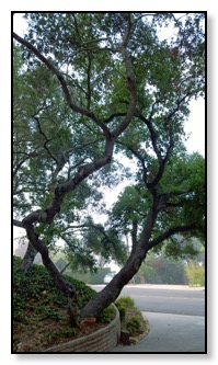 california oak from driveway