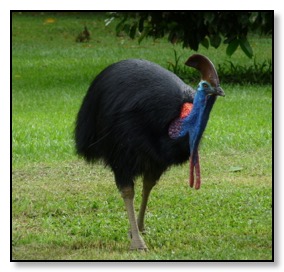 cassowary-drumming