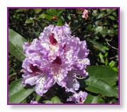 colorful multicolor rhodo