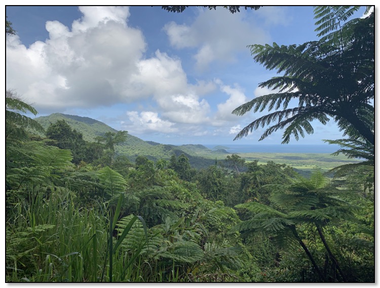 Daintree skies over forest