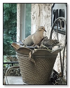 dove and baby dove