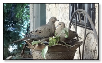 Doves