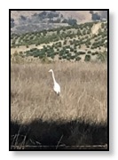 egret Oct 2017 Gaviota