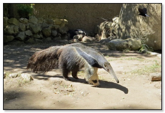 giant anteater