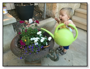 jamsheed watering