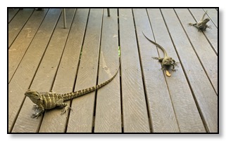 lizards on Kuranda