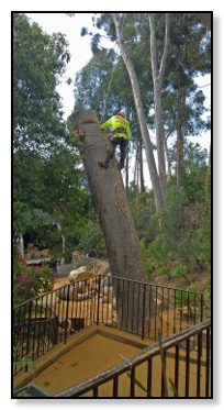 MAN ON THE TREE