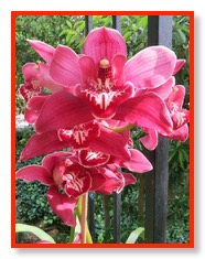 orchid 3