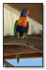 rainbow lorikeet