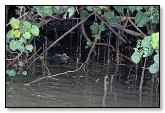 The croc on the daintree 