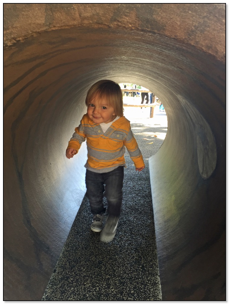 Tiger at zoo tunnel March 2016