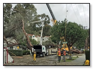 trees down on anapamu