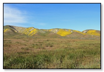 Yellow flowers 5